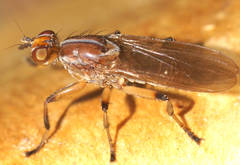 Tapeigaster paramonovi