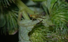 Terellia tussilaginis