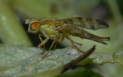 Terellia tussilaginis