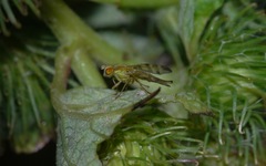 Terellia tussilaginis