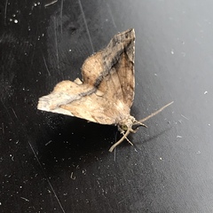 Pangrapta perturbans