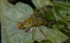 Terellia tussilaginis
