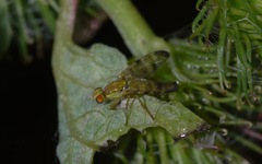 Terellia tussilaginis
