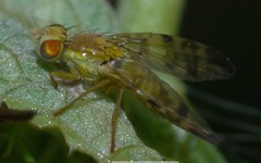 Terellia tussilaginis