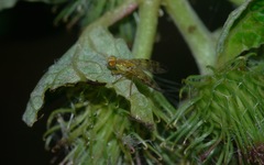Terellia tussilaginis