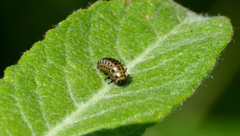 Calligrapha multipunctata