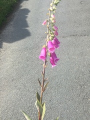 Digitalis purpurea