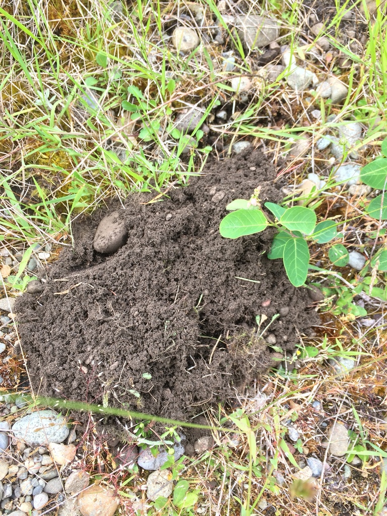 Western Pocket Gopher