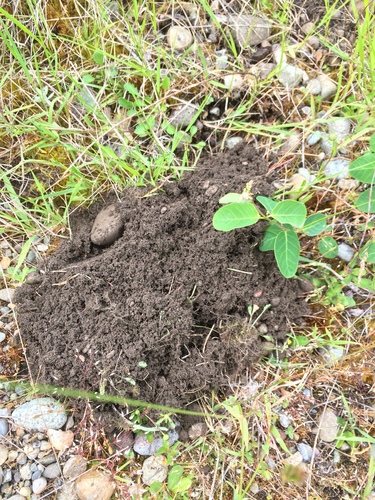 Western Pocket Gopher