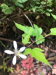 Rubus ursinus macropetalus