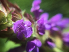 Prunella vulgaris lanceolata