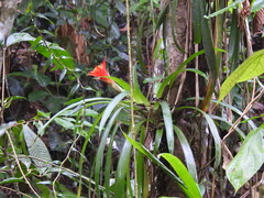 Guzmania lingulata