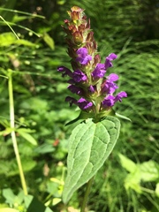 Prunella vulgaris lanceolata