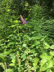 Prunella vulgaris lanceolata