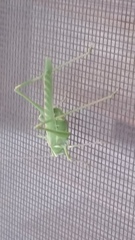 Insara elegans