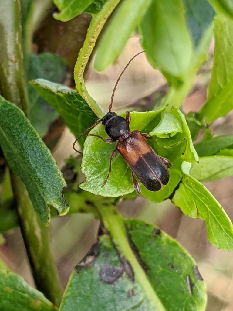 Phymatodes dimidiatus
