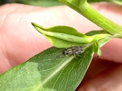 Calomycterus setarius