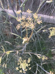 Foeniculum