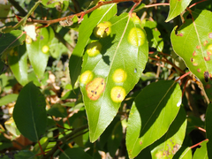 Taphrina populi-salicis