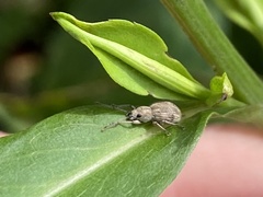 Calomycterus setarius