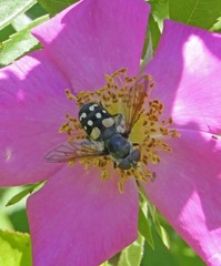 Sericomyia lata