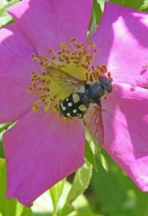 Sericomyia lata