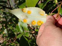 Taphrina populi-salicis