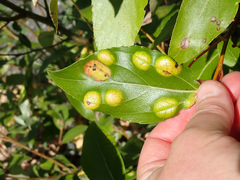 Taphrina populi-salicis