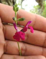 Salvia macellaria
