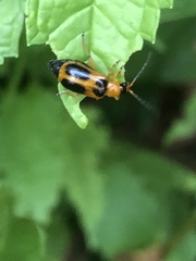 Phyllobrotica decorata