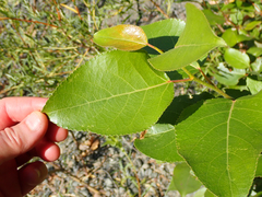 Taphrina populi-salicis