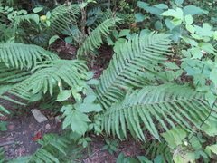 Matteuccia struthiopteris