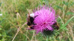 Bombus