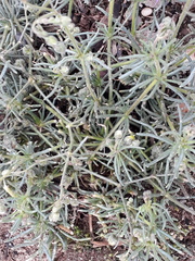 Spergula