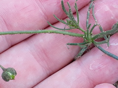 Spergula