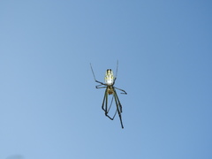 Leucauge argyra