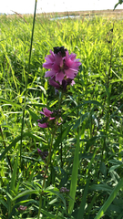 Sidalcea hendersonii