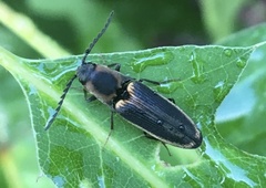 Megapenthes limbalis