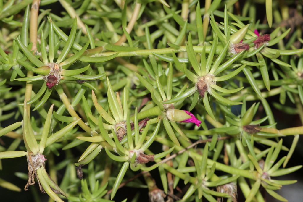 Portulaca matthewsii