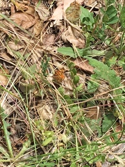 Phyciodes mylitta