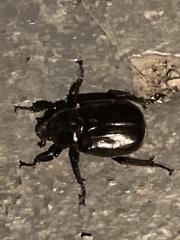 Osmoderma eremicola