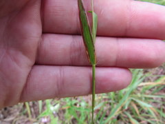 Dichanthelium leucothrix