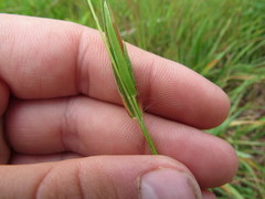 Dichanthelium leucothrix