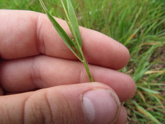 Dichanthelium leucothrix