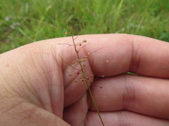 Dichanthelium leucothrix