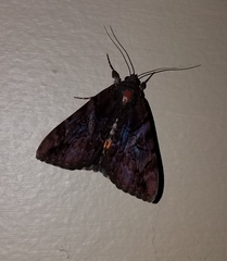 Catocala muliercula