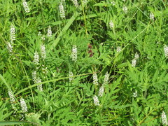 Polygala verticillata