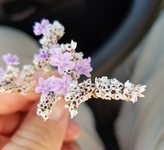 Limonium ramosissimum