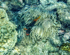 Amphiprion barberi