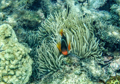 Amphiprion barberi